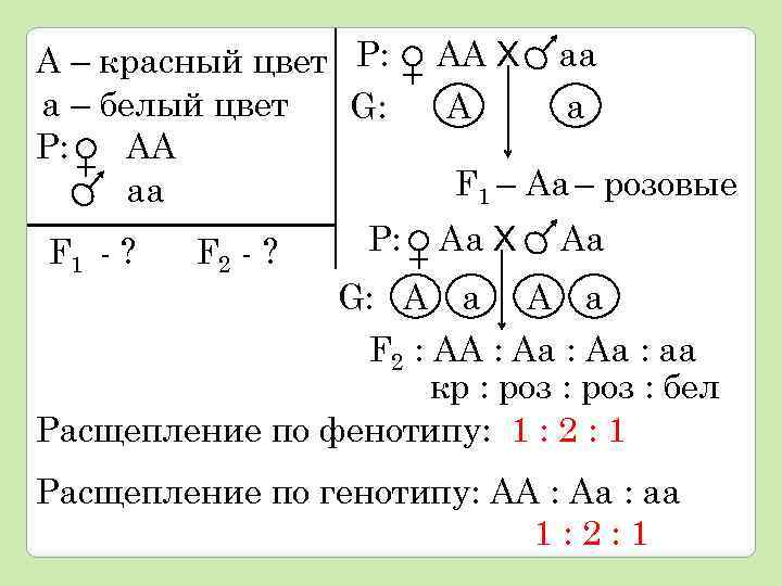 А – красный цвет Р: а – белый цвет G: Р: АА аа Р: