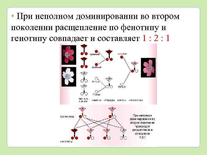 Показать ответ полное доминирование. Неполное доминирование f2 фенотип. Расщепление по генотипу при неполном доминировании во 2 поколении. Расщепление 2 1 по генотипу по фенотипу 1:1. 1 2 1 Расщепление по фенотипу.