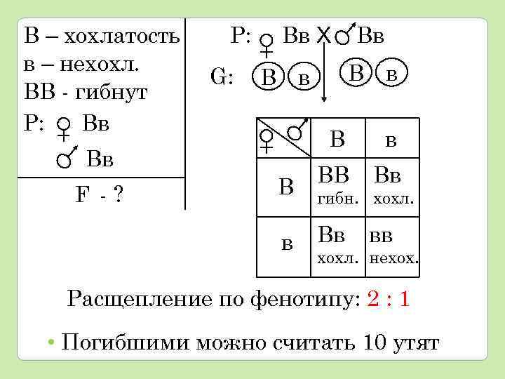 В – хохлатость в – нехохл. ВВ - гибнут Р: Вв Р: G: Вв