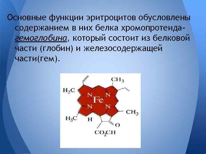 Основные функции эритроцитов обусловлены содержанием в них белка хромопротеидагемоглобина, который состоит из белковой части