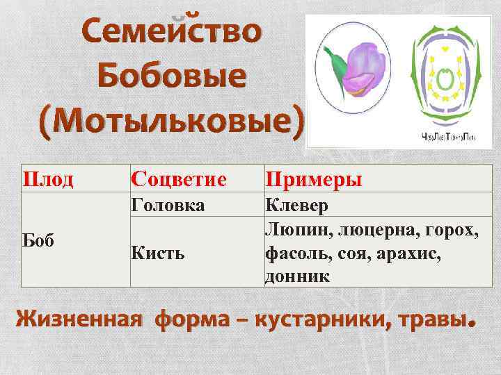 Семейство Бобовые (Мотыльковые) Плод Примеры Головка Боб Соцветие Клевер Люпин, люцерна, горох, фасоль, соя,