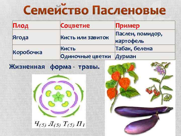 Семейство Пасленовые Плод Соцветие Ягода Кисть или завиток Коробочка Пример Паслен, помидор, картофель Кисть