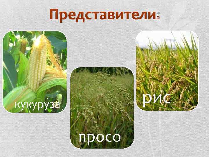 Представители: рис кукуруза просо 