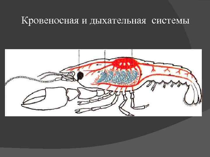 Членистоногие кровеносная система. Ракообразные Жабродышащие. Членистоногие дыхательная система. Тип Членистоногие дыхательная система. Подтип Жабродышащие.