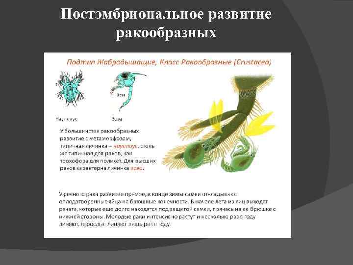 Постэмбриональное развитие ракообразных 
