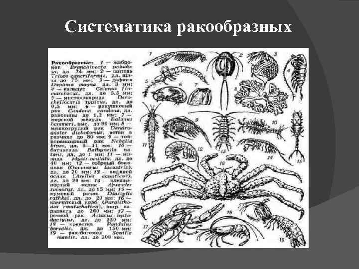 Членистоногие конспект. Класс ракообразные классификация. Систематика членистоногих класса ракообразные. Классификация ракообразных схема. Систематик ракоовбразных.