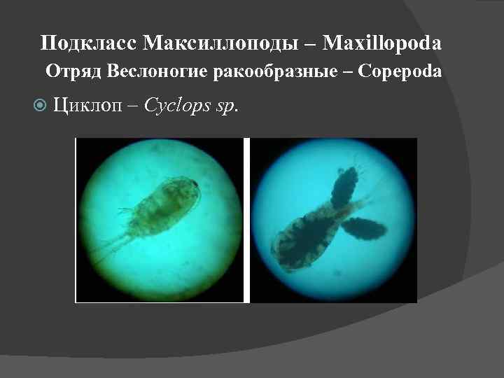 Подкласс Максиллоподы – Maxillopoda Отряд Веслоногие ракообразные – Copepoda Циклоп – Cyclops sp. 