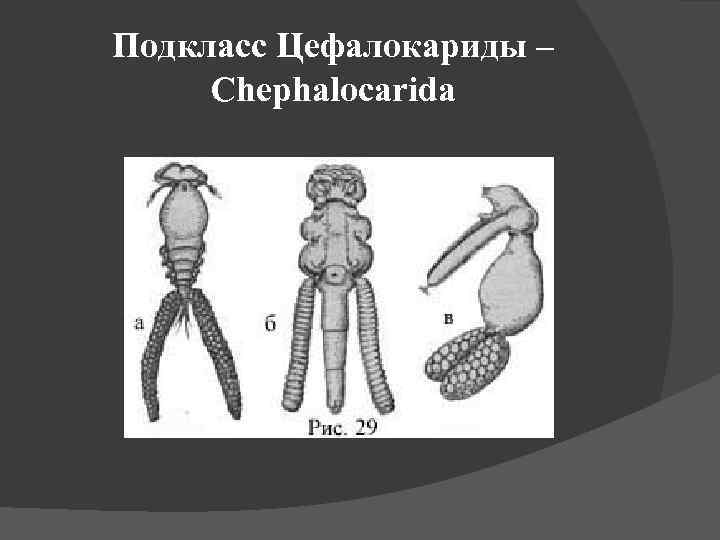 Подкласс Цефалокариды – Chephalocarida 