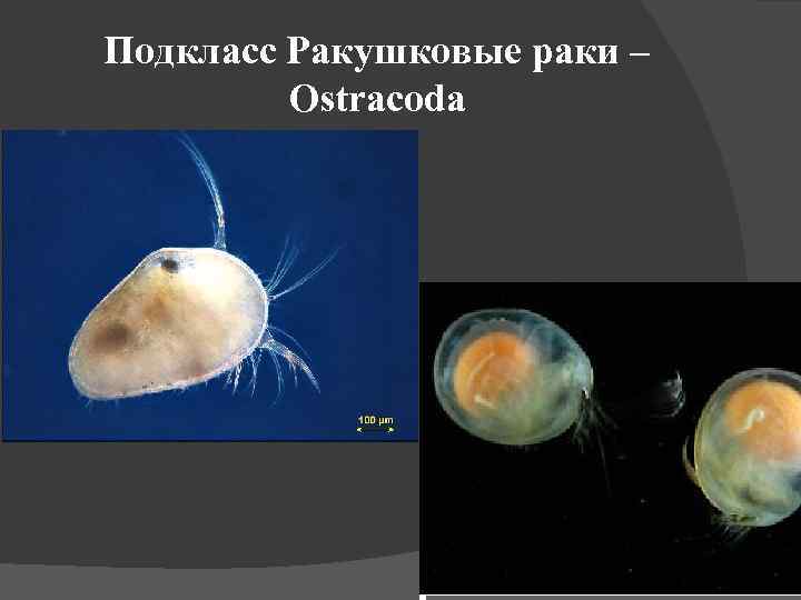 Подкласс Ракушковые раки – Ostracoda 
