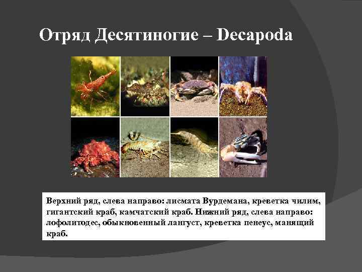 Отряд Десятиногие – Decapoda Верхний ряд, слева направо: лисмата Вурдемана, креветка чилим, гигантский краб,