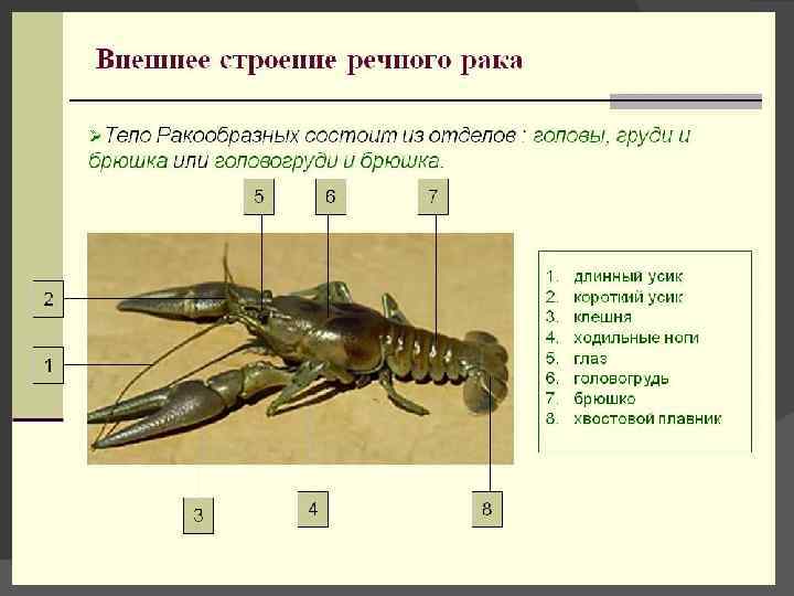 Внешнее строение ракообразных 