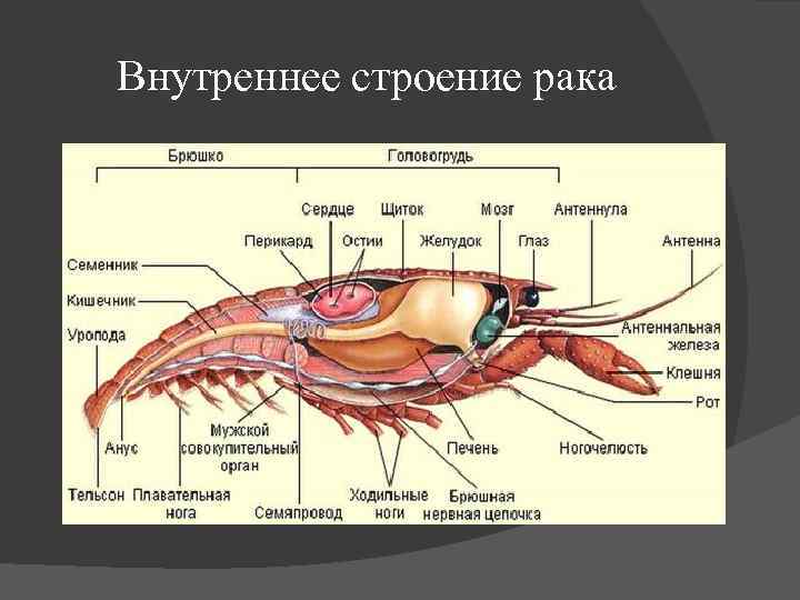 Внутреннее строение рака. Внутреннее строение членистоногих схема. Строение членистоногих 7 класс биология. Строение внутреннее Тип Жабродышащие. Строение креветки схема 7 класс.