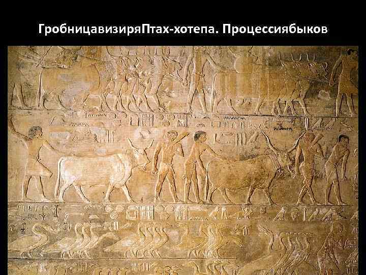 Гробницавизиря. Птах-хотепа. Процессиябыков 