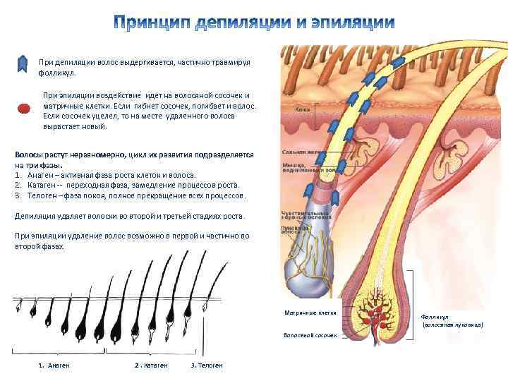 При депиляции волос выдергивается, частично травмируя фолликул. При эпиляции воздействие идет на волосяной сосочек