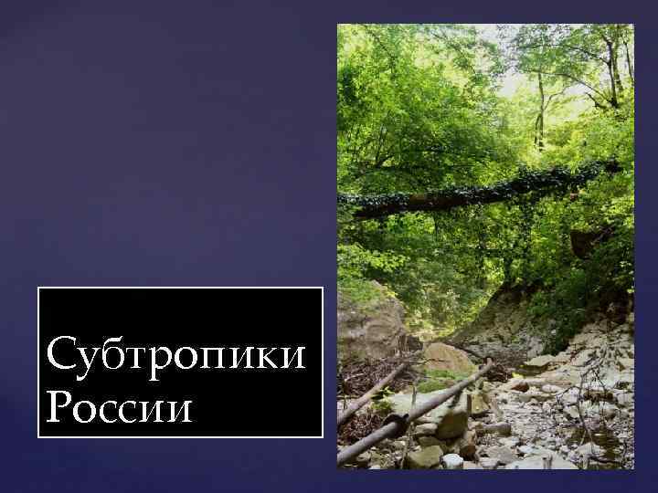 Субтропики 4 класс окружающий мир. Охрана природы субтропиков. Рельеф субтропиков в России. Охрана субтропиков России.