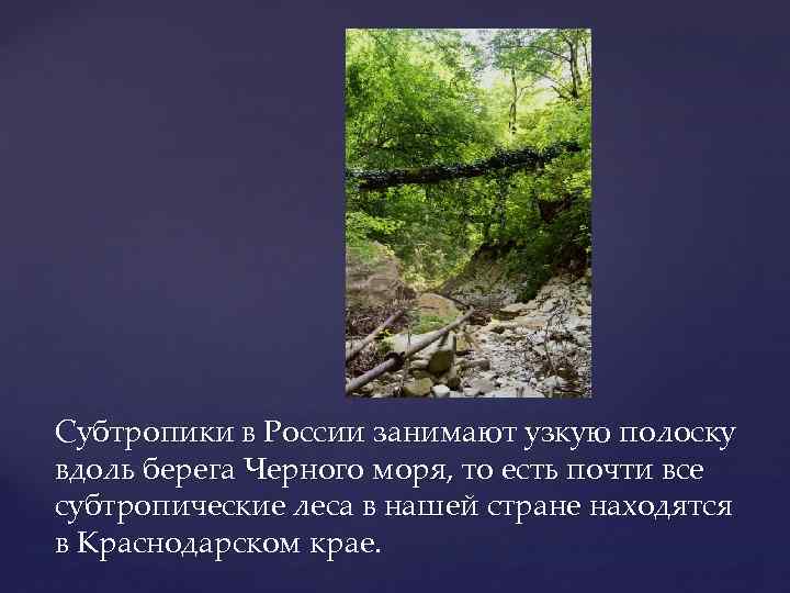 Субтропики в России занимают узкую полоску вдоль берега Черного моря, то есть почти все