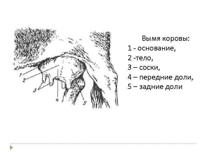 Вымя коровы: 1 - основание, 2 -тело, 3 – соски, 4 – передние доли,