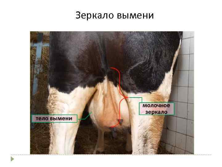 Зеркало вымени 