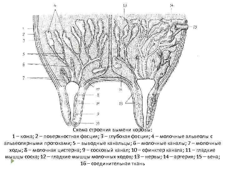 Схема строения вымени коровы: 1 – кожа; 2 – поверхностная фасция; 3 – глубокая