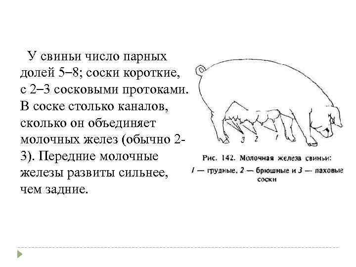 Приказ свиньи. Молочная железа свиньи строение. Молочные железы свиньи анатомия. Строение молочной железы свиноматок. Строение молочных желез свиньи.