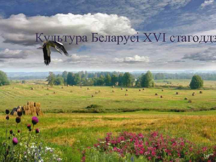 Культура Беларусi XVI стагоддз 