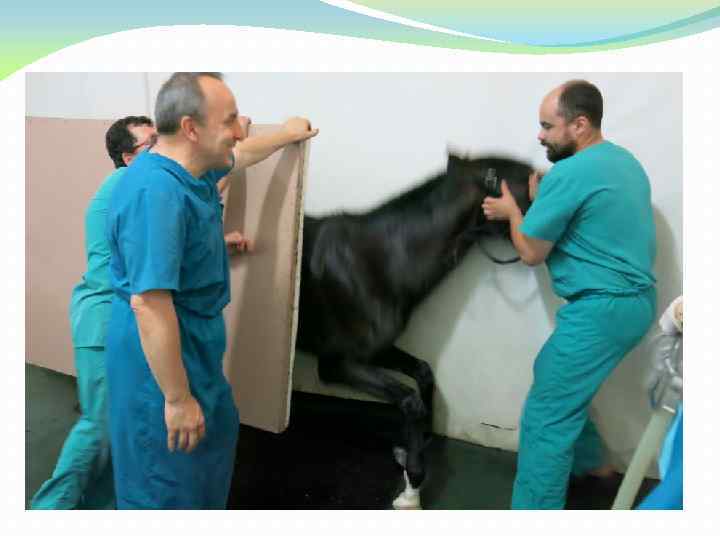 Как выходят из наркоза. Ветеринар и лошадь. Ветеринарный осмотр лошади. Ректальное исследование лошади. Ветеринарная хирургия лошадей.