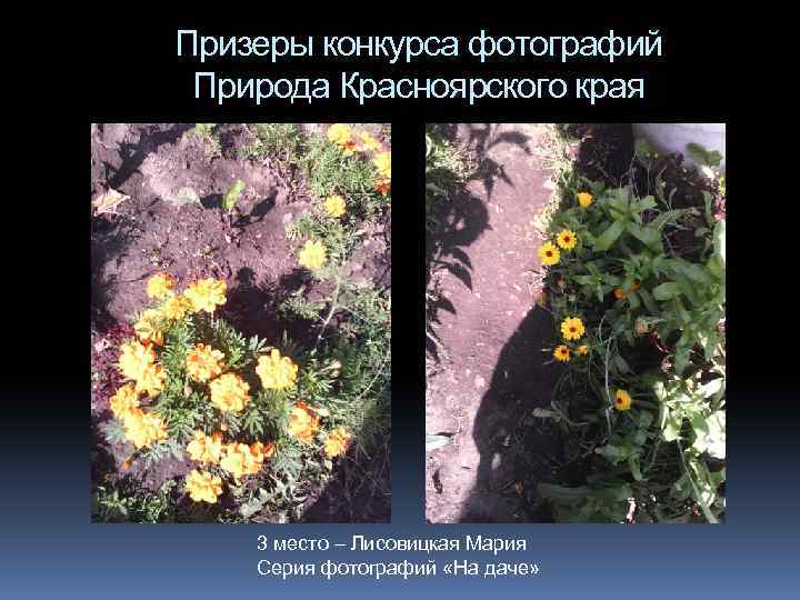 Призеры конкурса фотографий Природа Красноярского края 3 место – Лисовицкая Мария Серия фотографий «На