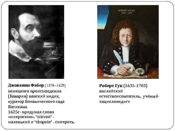 Джованни Фабер (1574– 1629) немецкого происхождения (Бавария) папский медик, куратор Ботанического сада Ватикана. 1625