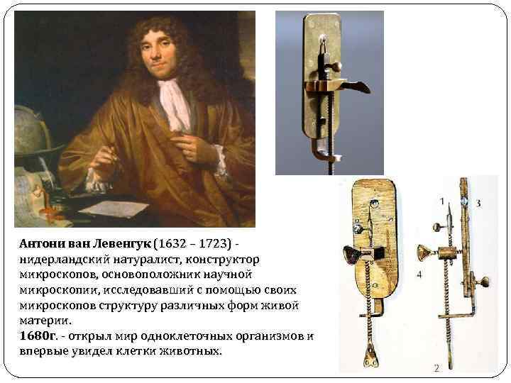 Открытие ван левенгука. Антони Ван Левенгук (1632-1723). Антони Ван Левенгук (1632-1723) рисунки. Левенгук 1680 открыл. Антони Ван Левенгук (1632 – 1723 гг.).