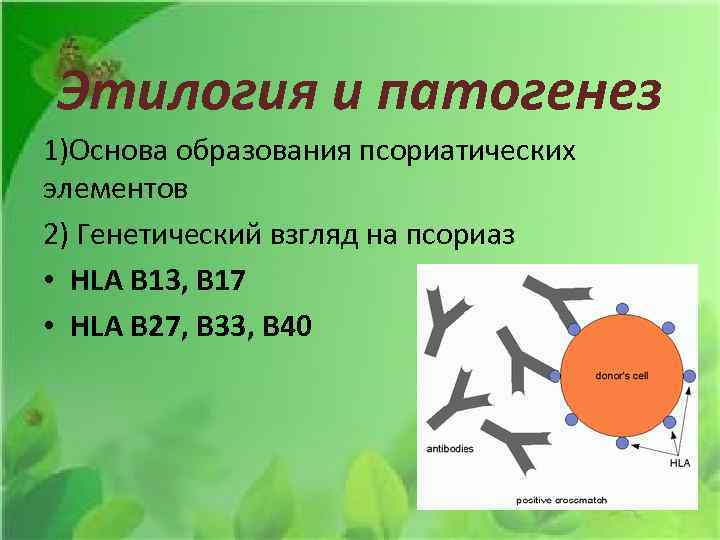 Этилогия и патогенез 1)Основа образования псориатических элементов 2) Генетический взгляд на псориаз • HLA