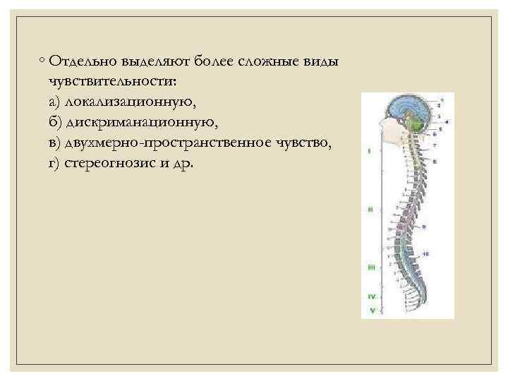 ◦ Отдельно выделяют более сложные виды чувствительности: а) локализационную, б) дискриманационную, в) двухмерно-пространственное чувство,