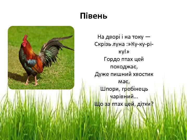 Півень На дворі і на току — Скрізь луна : » Ку-ку-ріку!» Гордо птах