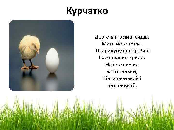 Курчатко Довго він в яйці сидів, Мати його гріла. Шкаралупу він пробив І розправив