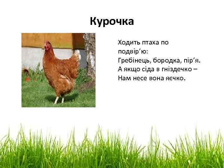 Курочка Ходить птаха по подвір’ю: Гребінець, бородка, пір’я. А якщо сіда в гніздечко –