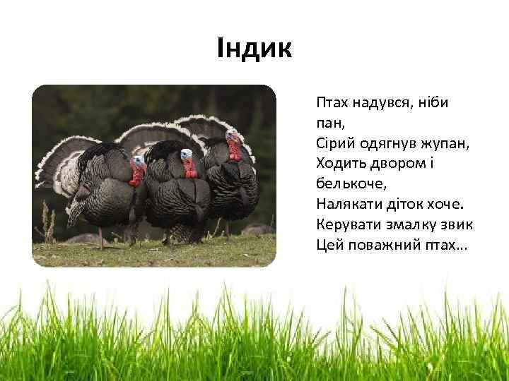 Індик Птах надувся, ніби пан, Сірий одягнув жупан, Ходить двором і белькоче, Налякати діток