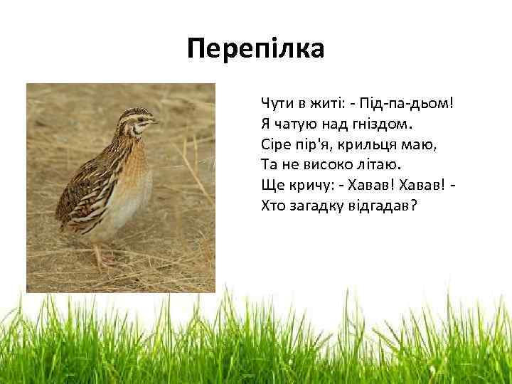 Перепілка Чути в житі: - Під-па-дьом! Я чатую над гніздом. Сіре пір'я, крильця маю,