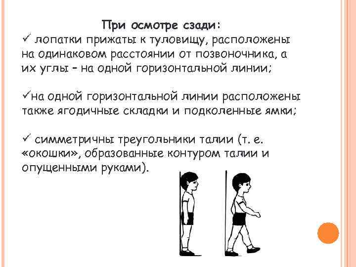 При осмотре сзади: ü лопатки прижаты к туловищу, расположены на одинаковом расстоянии от позвоночника,