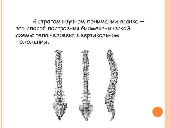 В строгом научном понимании осанка — это способ построения биомеханической схемы тела человека в