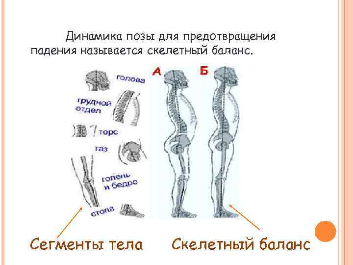 Сегментированное тело. Динамика позы для предотвращения падения:. Сегменты тела названия. Пиза задания на осанку. Степени патобиомеханические.