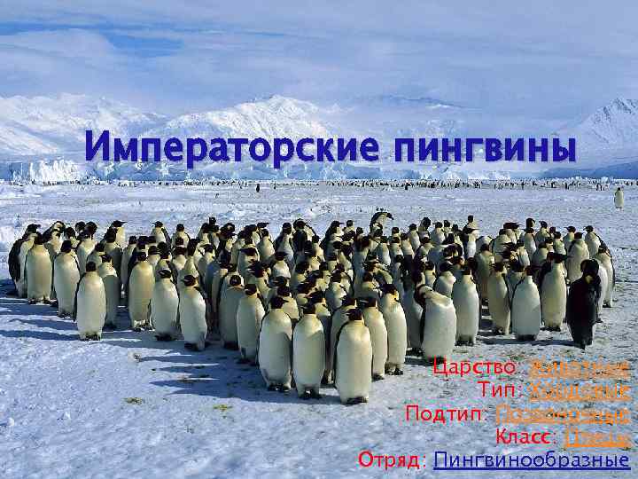 Императорские пингвины Царство: Животные Тип: Хордовые Подтип: Позвоночные Класс: Птицы Отряд: Пингвинообразные 