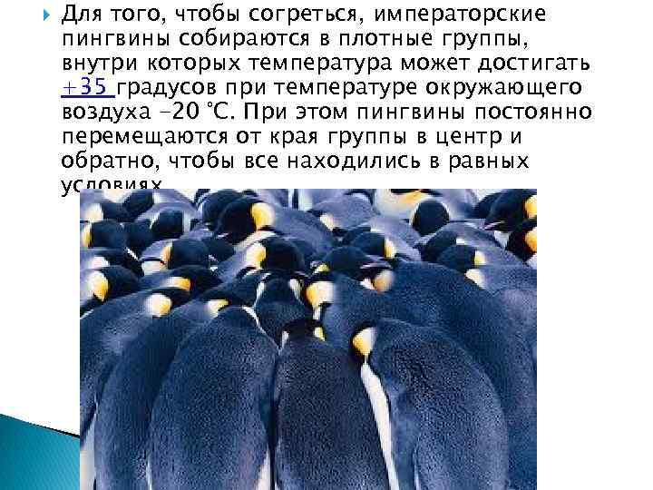  Для того, чтобы согреться, императорские пингвины собираются в плотные группы, внутри которых температура