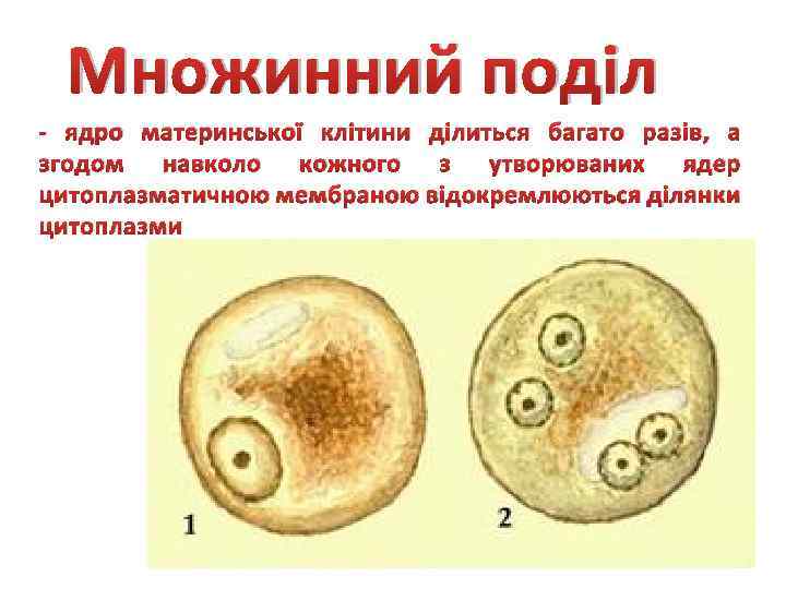 Множинний поділ - ядро материнської клітини ділиться багато разів, а згодом навколо кожного з