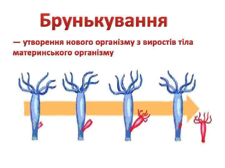 Брунькування — утворення нового організму з виростів тіла материнського організму 