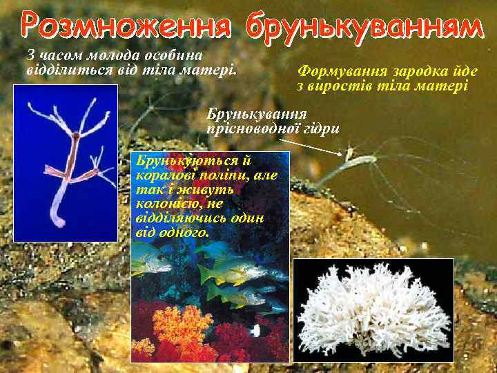 З часом молода особина відділиться від тіла матері. Формування зародка йде з виростів тіла