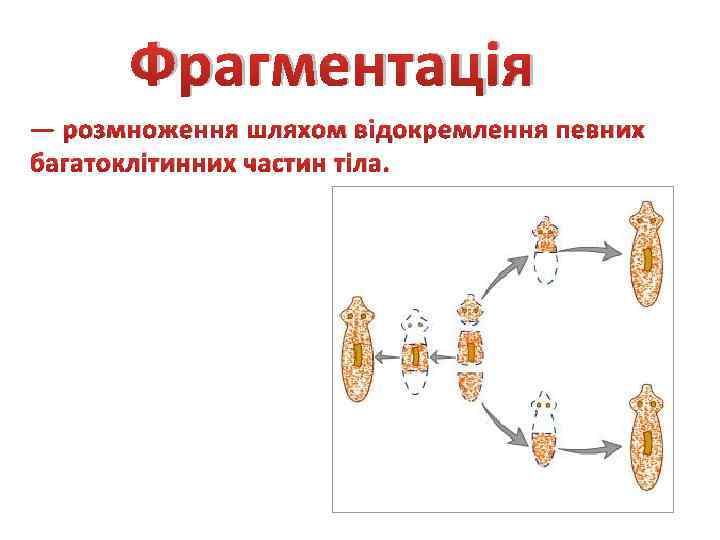 Фрагментація — розмноження шляхом відокремлення певних багатоклітинних частин тіла. 