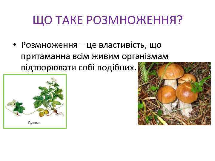 ЩО ТАКЕ РОЗМНОЖЕННЯ? • Розмноження – це властивість, що притаманна всім живим організмам відтворювати