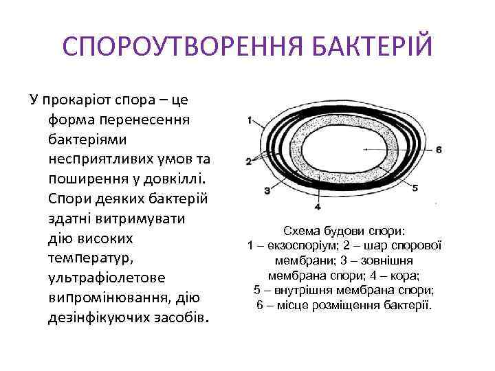 СПОРОУТВОРЕННЯ БАКТЕРІЙ У прокаріот спора – це форма перенесення бактеріями несприятливих умов та поширення