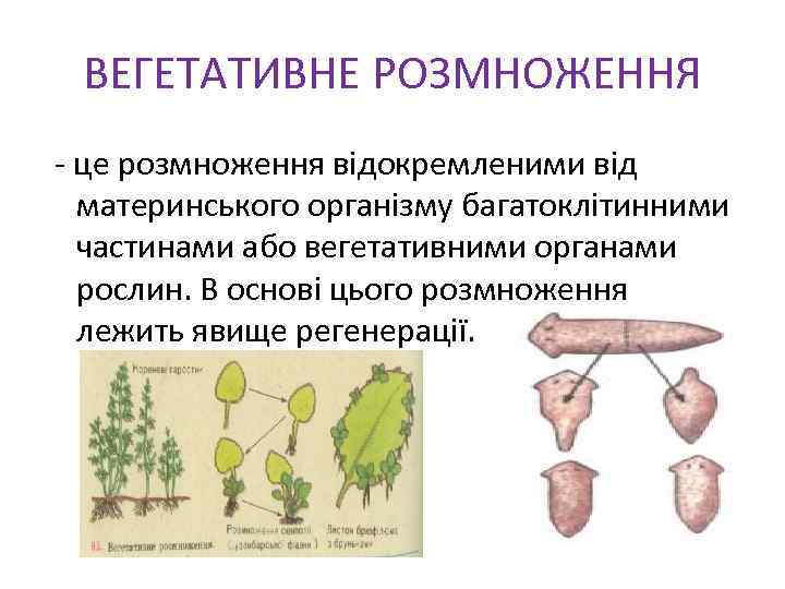 ВЕГЕТАТИВНЕ РОЗМНОЖЕННЯ - це розмноження відокремленими від материнського організму багатоклітинними частинами або вегетативними органами