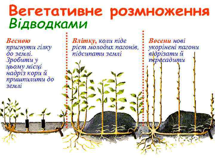 Весною пригнути гілку до землі. Зробити у цьому місці надріз кори й пришпилити до