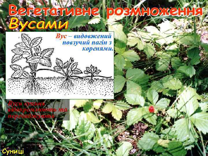 Вус – видовжений повзучий пагін з коренями. Вуси суниць відокремлюють та пересаджують Суниці 